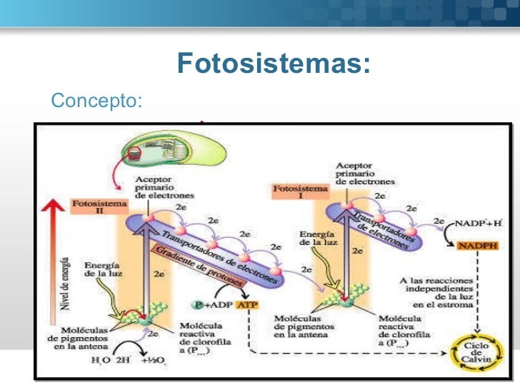Fotosistema 1 y 2 diferencias 33 Fotosistema 1 y 2 diferencias 36